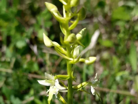 Lesser Butterfly Orchid
