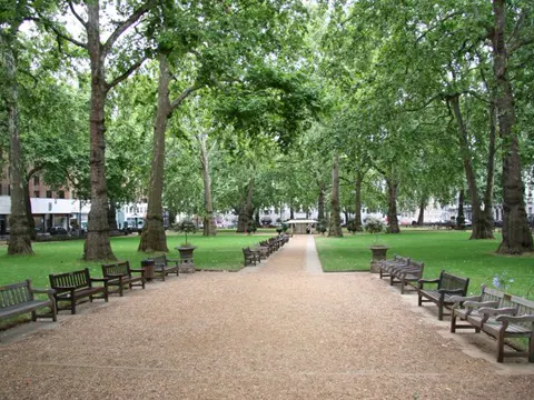 London Plane
