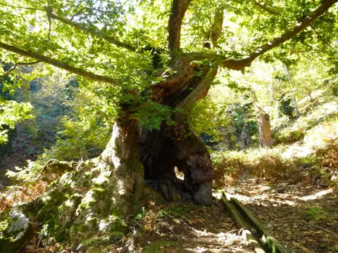 Oriental Plane