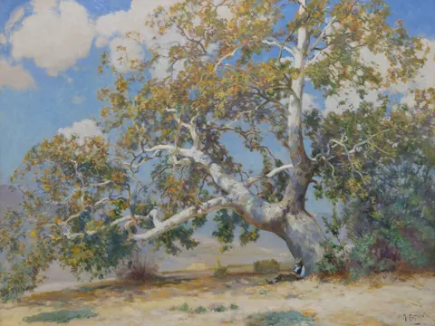 California Sycamore