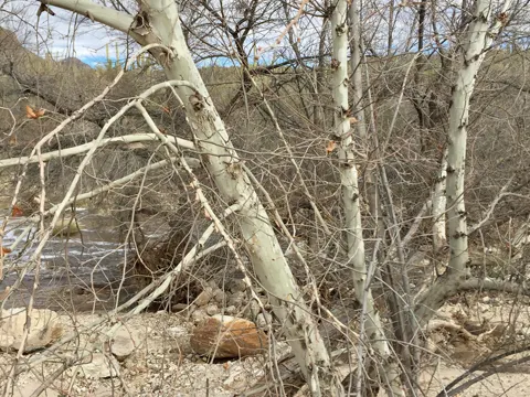 Arizona Sycamore