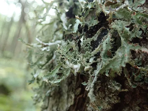 Platismatia herrei