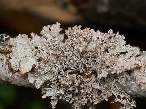 Crinkled Rag Lichen