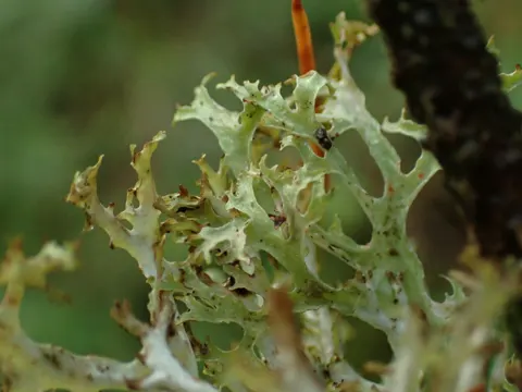 Ragged Rag Lichen