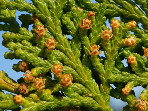 Oriental Arborvitae