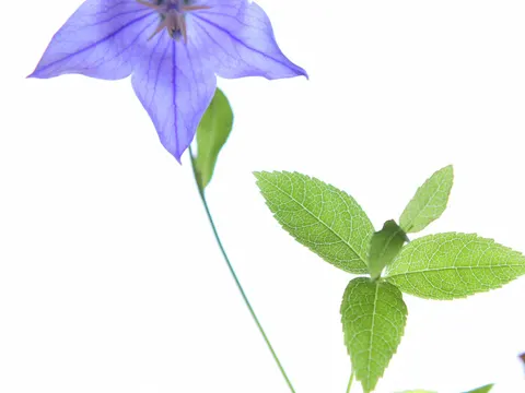 Balloon-flower