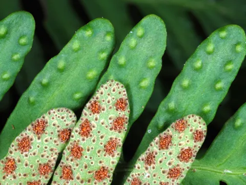 Resurrection Fern