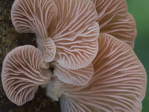 Pink Oyster Mushroom