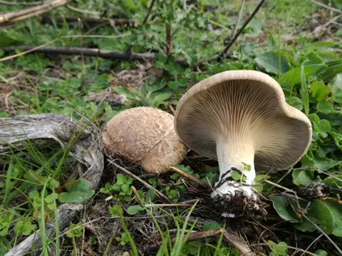 King Oyster Mushroom