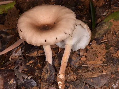 Giant Oyster Mushroom