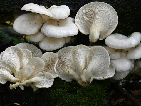 Pale Oyster