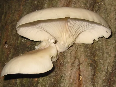 Oyster Mushroom