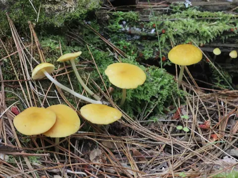 Yellow Shield