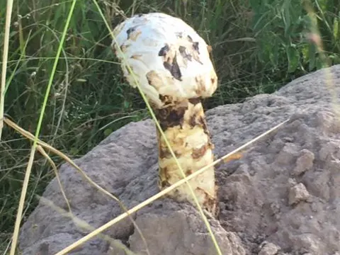 Desert Shaggy Mane Relative