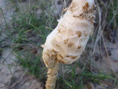 Dead Man's Fingers