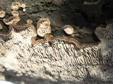 Common Mazegill