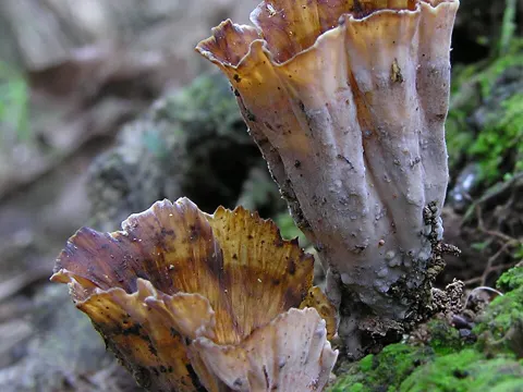Black Ear Fungus