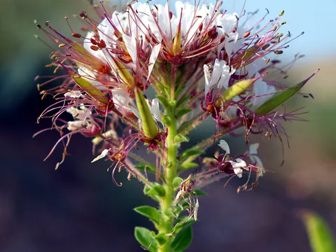 Clammyweed