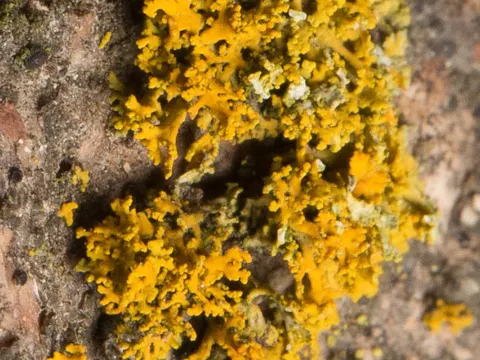 Shrubby Sunburst Lichen