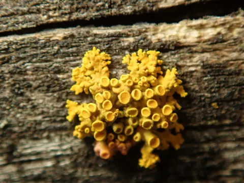 Pin-cushion Sunburst Lichen