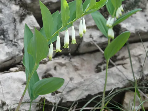 Angular Solomon's-seal