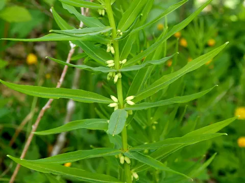 Whorled Solomon's Seal