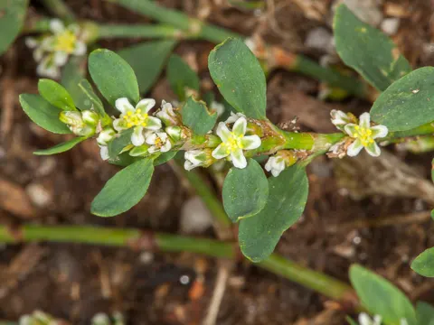 Oval Leaf Knotweed