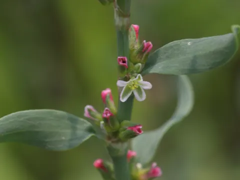 Prostrate Knotweed