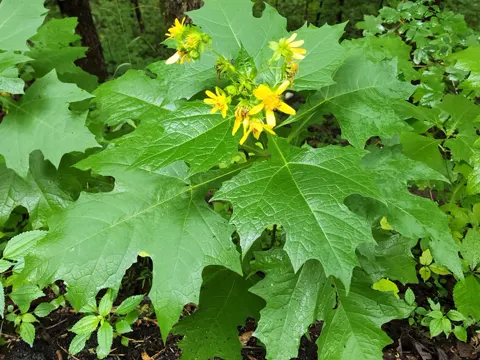 Leafcup