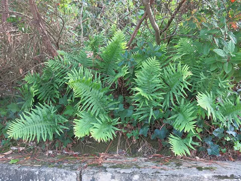 Southern Polypody