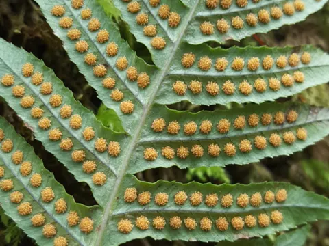 Licorice Fern
