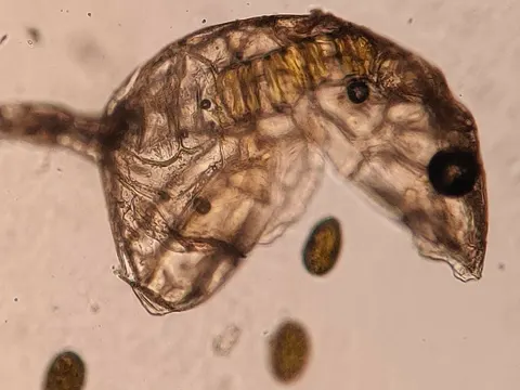 Intermediate Polypody
