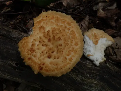 Tuberous Polypore