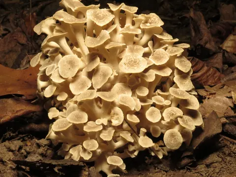 Umbrella Polypore