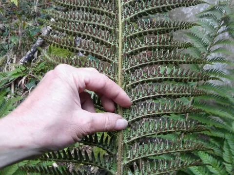 Hard Shield-fern