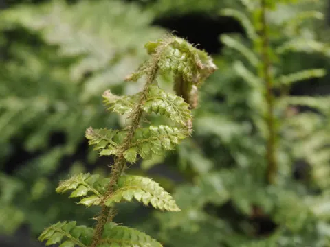 Braun's Holly Fern
