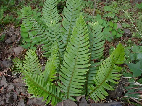 Sword Fern