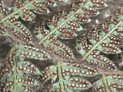 Soft Shield-fern