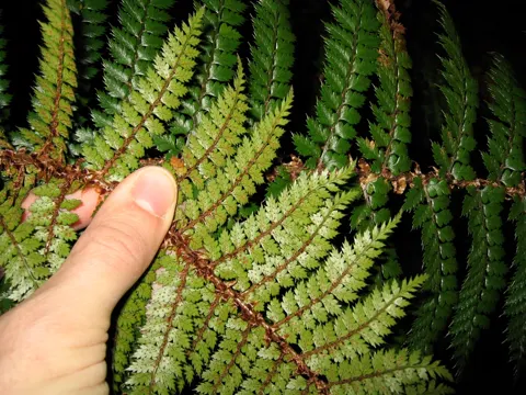 Polystichum vestitum