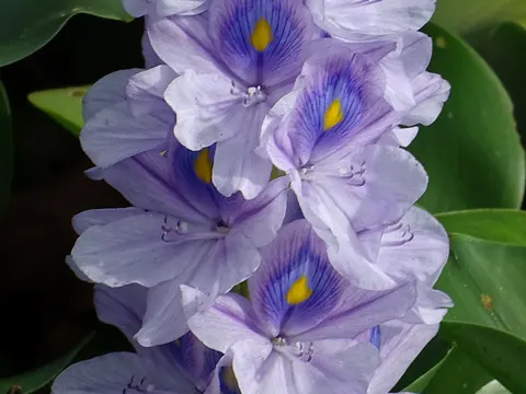 Water Hyacinth