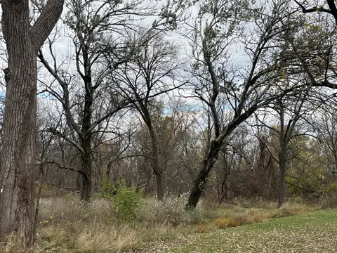 White Poplar