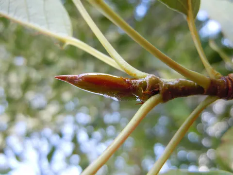 Narrowleaf Cottonwood