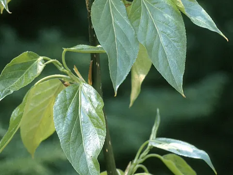 Balsam Poplar