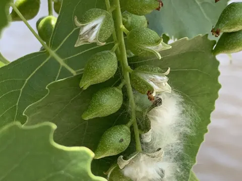 Eastern Cottonwood
