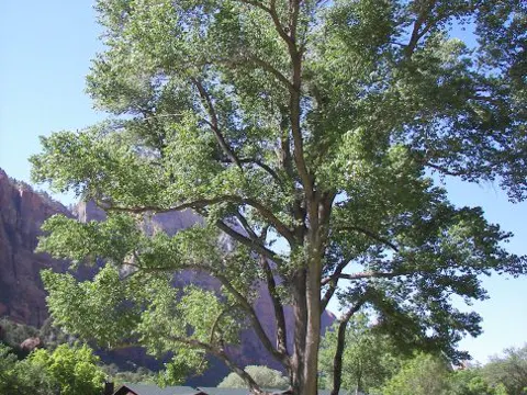Fremont Cottonwood