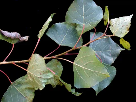 Black Poplar