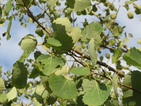 Aspen