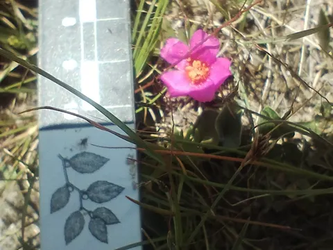 Rose-moss