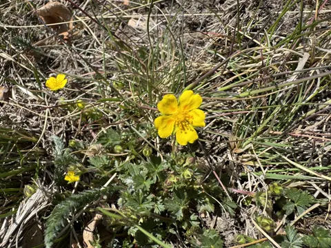 Alpine Cinquefoil