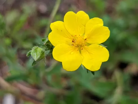 Slender Cinquefoil